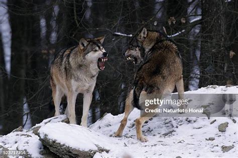 Wolves Fighting 的图像结果