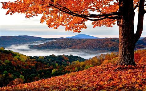 Image result for Fall Scenes Beautiful Nature