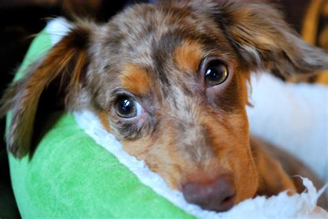 Dachshund Chihuahua Mix – Is the Cute Chiweenie Dog For You? - I want ...