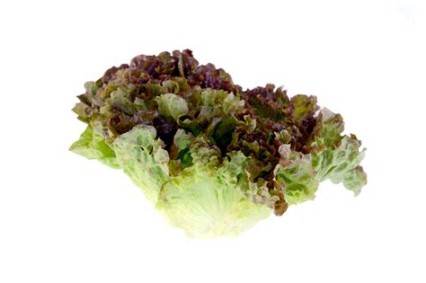 Lettuce Lollo Rosso – Trikaya Online Store