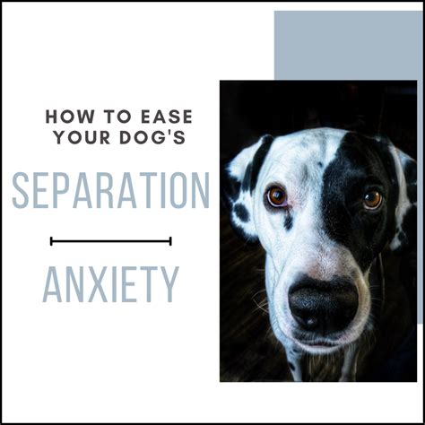 Image result for Dog Separation Anxiety Problem