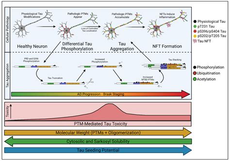 Tau Post-Translational Modifications: Potentiators of Selective ...