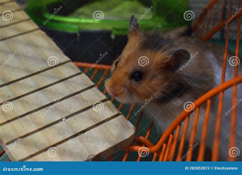 Fluffy Long-haired Syrian Hamster Stock Photo - Image of long, face ...