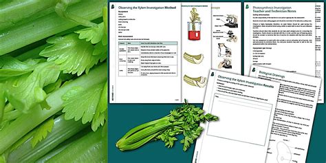 Observing the Xylem Investigation | Beyond Science - Twinkl