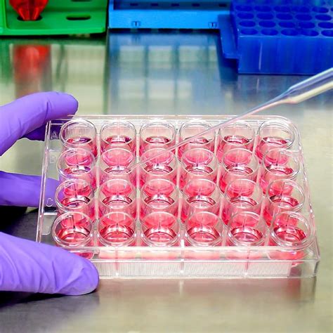 GLEAVI 2pcs Cultivation Plates 24 Well Cell Culture India | Ubuy