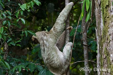 Image result for How to Draw a Three Toed Sloth