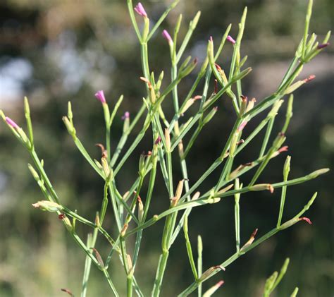 India Flora Online
