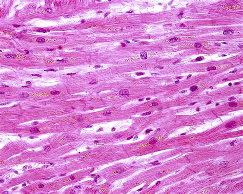Image result for Example of Unofficial Transcript