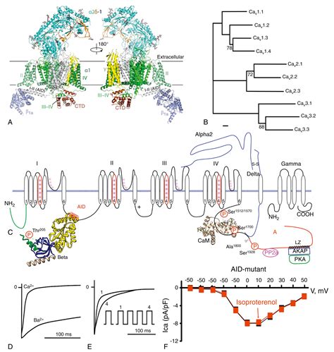 Image result for Calcium Channel Complex