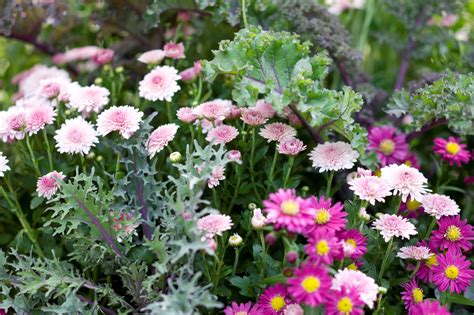 10 Chives Companion Plants for a Pest-Free Garden