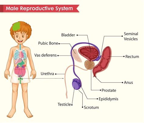 Image result for Male Reproductive System in Humans