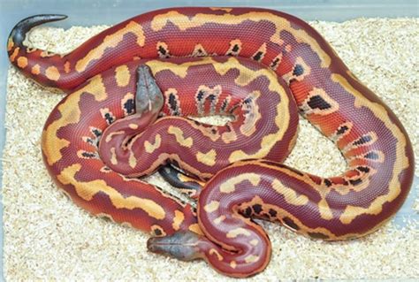 Largest Blood Python 的图像结果