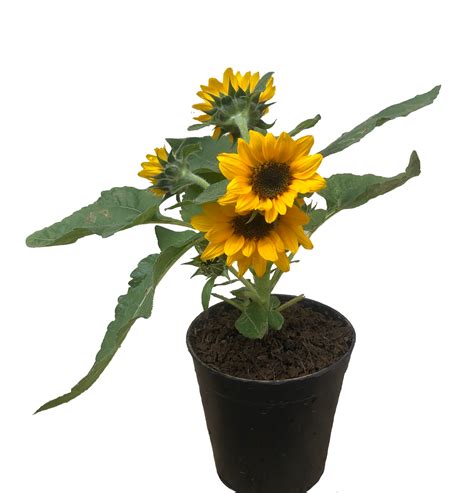 Dwarf Sunflower - Unbeleafable