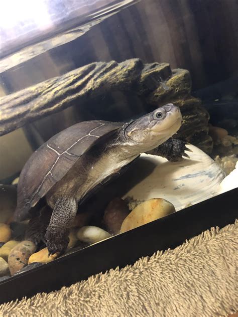 African Sideneck Turtle