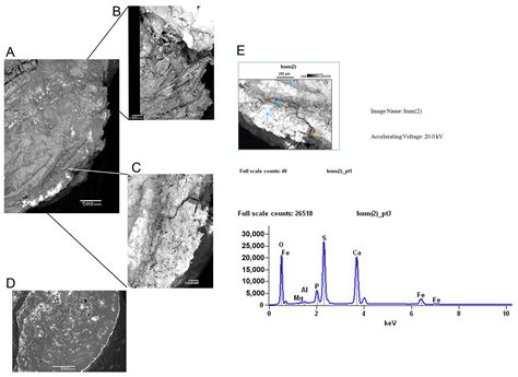 The Largest Mesosaurs Ever Known: Evidence from Scanty Records