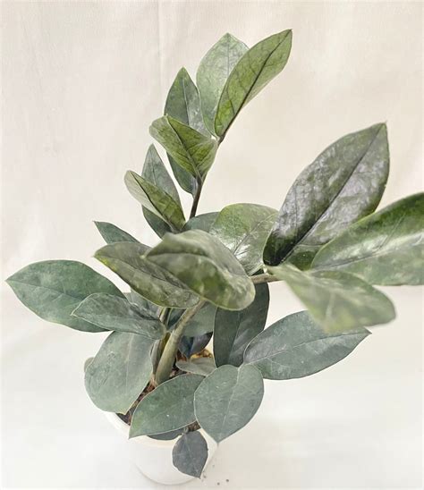 zamia-zz-plant – Dream Green