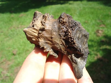 Bumpy Dinos Fossils 的图像结果