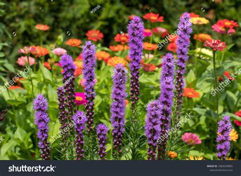 284,747 Summer Bloom Perennials Images, Stock Photos & Vectors ...