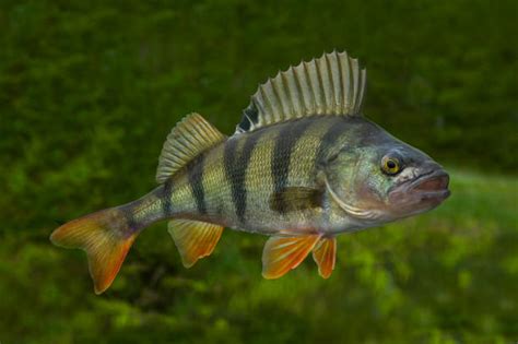 新疆额尔齐斯河里漂亮的河鲈鱼，又被称为“五道黑” - 知乎