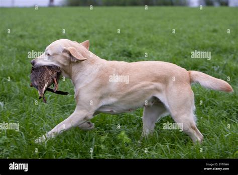 Labrador Retriever Hunting Dogs 的图像结果