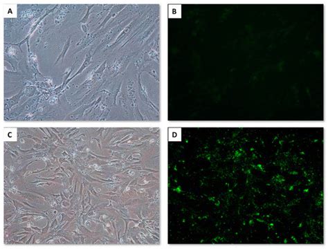 Identification of miRNAs as Biomarkers of Cardiac Protection in Non ...