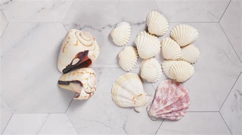 Image result for Stringing a Shell Necklace