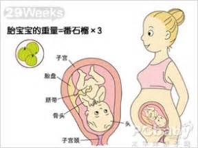 【怀孕29周】怀孕二十九周胎儿图,怀孕29周吃什么、注意什么_亲子百科_太平洋亲子网