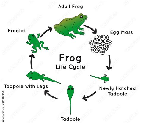 Frog Cycle 的图像结果