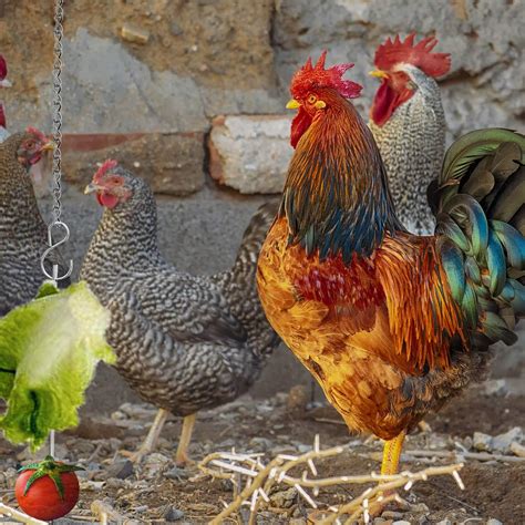 Eggluuz Chick Feeder and Waterer Kit Review - Spoiled Chickens