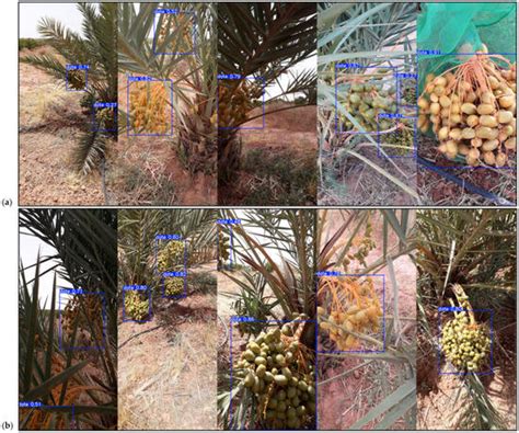 Application of AI in Date Fruit Detection—Performance Analysis of YOLO ...