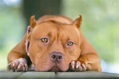 比特犬攻擊事件頻傳 你贊成管制高危險犬隻飼養嗎？ | 讀者議會 | 聯合報