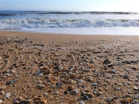 Seashells 的图像结果