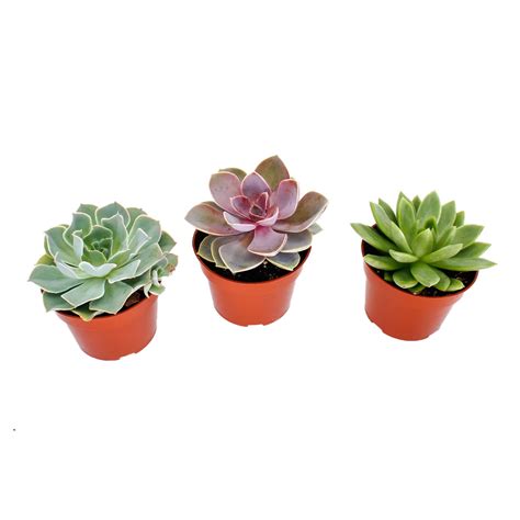 Echeveria Plant | Echeveria Succulent Online In Abu Dhabi, Dubai