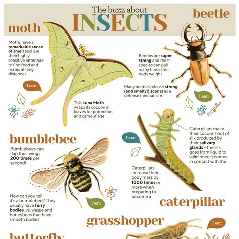 Insects 10 Facts Ten Things You Need To Know About Bugs CSIRO