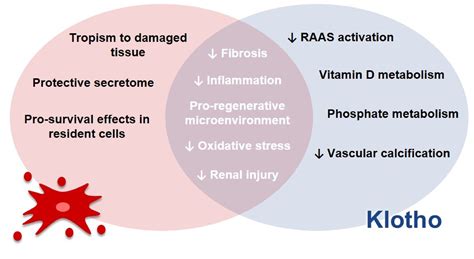 Klotho and Mesenchymal Stem Cells: A Review on Cell and Gene Therapy ...