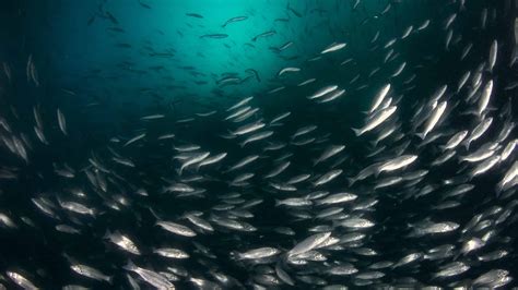 Sea Bass Animal Facts - A-Z Animals