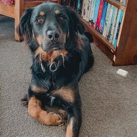 A Rottweiler Golden Retriever Mix: The Pawfect Combination