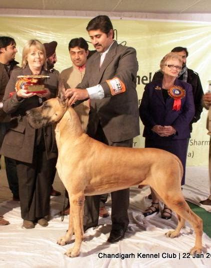 PaquinGreatDanes.in noida up