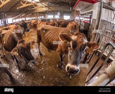 Cow dairy farm hi-res stock photography and images - Alamy
