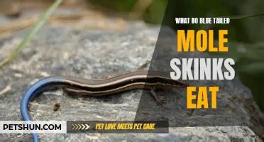The Dietary Habits Of Common Skinks: What They Eat And Drink | PetShun