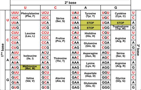 Image result for Code Genetique Exercice