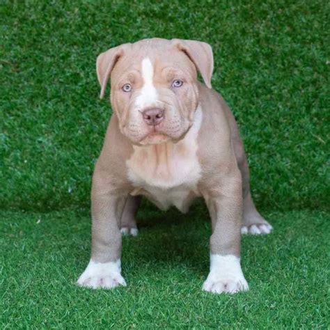 Red Nose Bully Pitbulls Puppies