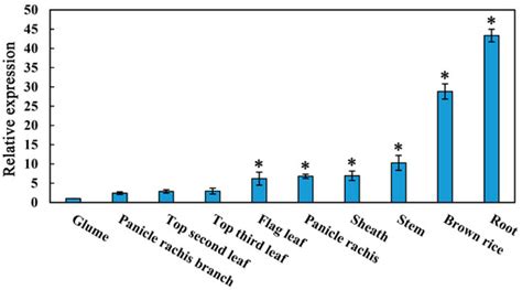 An R2R3-MYB Transcription Factor OsMYBAS1 Promotes Seed Germination ...