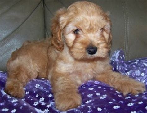 Image result for Cockapoo for Sale Cork