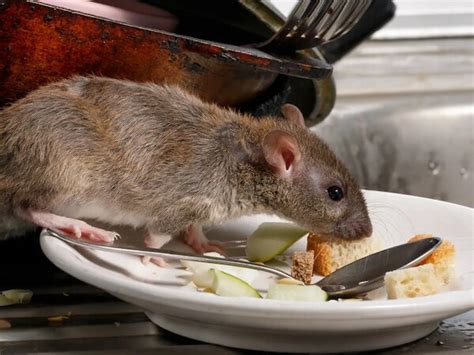 chuha kaise bhagaye, How to get rid of rats in the house without ...