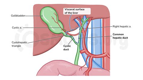 Gallbladder And Liver Anatomy