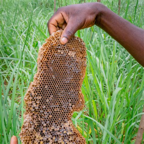 Turning forest produce into a commodity. Sustainable?