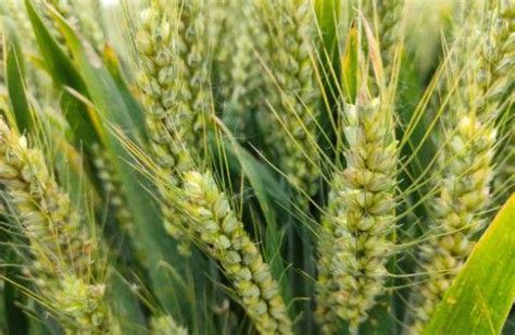 近期小麦价格会上涨吗？2018年11月份小麦价格行情预测_小麦网