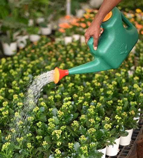 Watering Cans - Buy Watering Can Online for Plants | Ugaoo