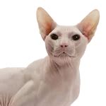 Buy Trusted Veterinary Medicines & Supplement | Goel Vet Pharma